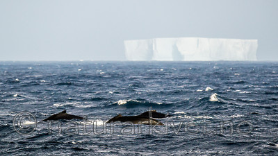 BB 14 0111 / Megaptera novaeangliae / Knølhval